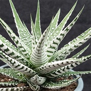 Haworthia Attenuata