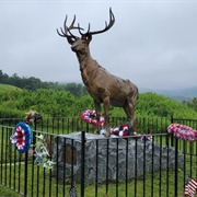 The Elk on the Trail