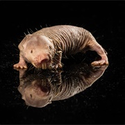 Naked Mole Rat