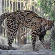 Marbled Cat