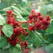 Japanese Wineberry (Rubus Phoenicolasius)