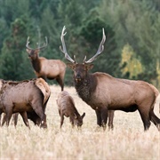 Elk