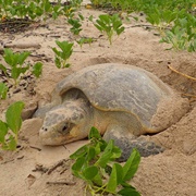 Spot Turtles in French Guiana