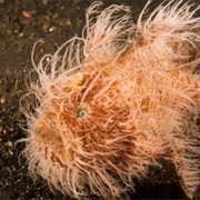 Hairy Frogfish