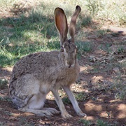 Jackrabbit