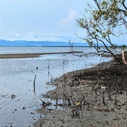 Mangrove Forest, Kep, Cambodia