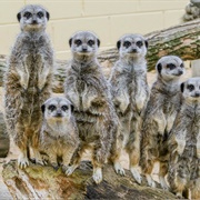 A Clan of Meerkat