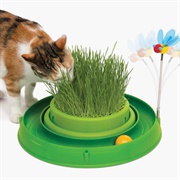 Cat Grass