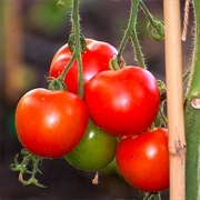 Critical Tomatoes