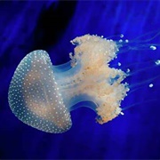 Australian Spotted Jellyfish