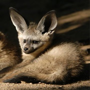 Bat Eared Fox