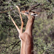 Gerenuk