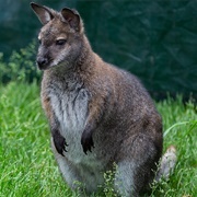 Bennetts Wallaby