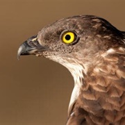 Honey Buzzard