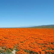 Antelope Valley Poppy Reserve