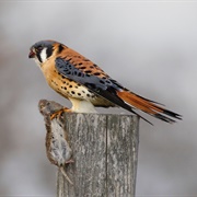 American Kestrel