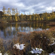 Triangle Lake Bog State Nature Preserve