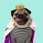 Doug the Pug