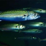 Atlantic MacKerel