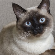 Siamese