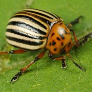 Potato Bug