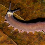 Velvet Worm