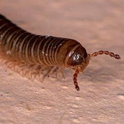 Millipede