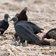 A Venue of Vultures