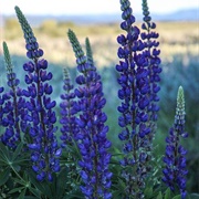 Wild Lupines