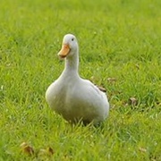 Duck Curry