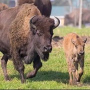 Terre Des Bisons, Rawdon