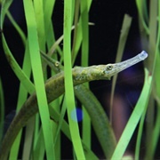 Bay Pipefish