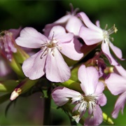 Soapwort