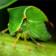 Buffalo Tree Hopper