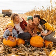 Take Photos With Pumpkins