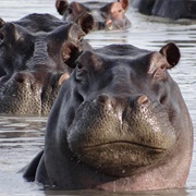 Hippopotamus