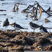 A Deceit of Lapwings