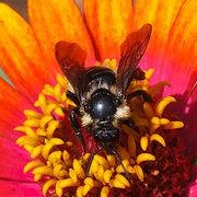 Lemon Cuckoo Bumblebee