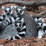 Ring-Tailed Lemur