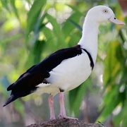 Radjah Shelduck