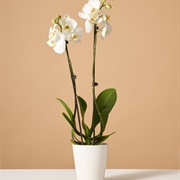 Moth Orchid