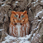 Screech Owl