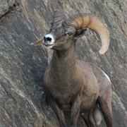 Desert Bighorn Sheep