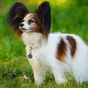 Get a Papillon