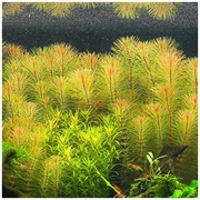 Rotala Vietnam