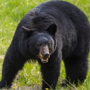 North American Black Bear