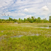 Springville Marsh State Nature Preserve