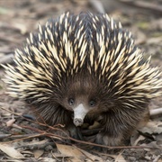 Echidna