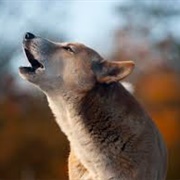 New Guinea Singing Dog