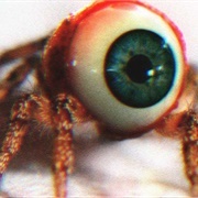 Eye Spiders